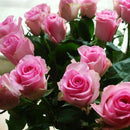 50pcs Purple Red Rose Seeds DIY Home Garden Dec