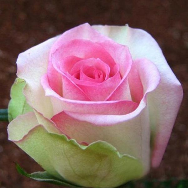 50pcs Pink White Rose Seeds DIY Home Garden Dec
