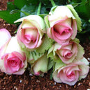 50pcs Pink White Rose Seeds DIY Home Garden Dec