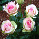50pcs Pink White Rose Seeds DIY Home Garden Dec