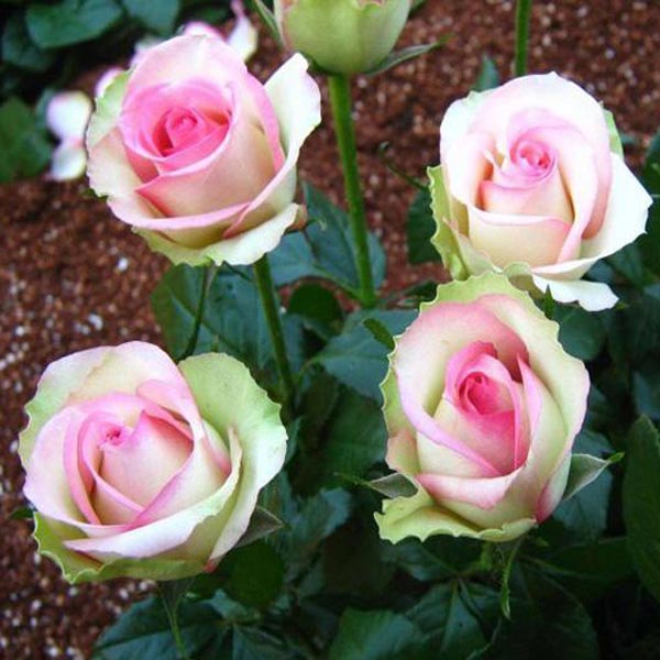 50pcs Pink White Rose Seeds DIY Home Garden Dec