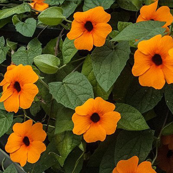 10PCS Black Eyed Susan Vine Thunbergia Alata Seeds