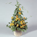 10PCS Black Eyed Susan Vine Thunbergia Alata Seeds