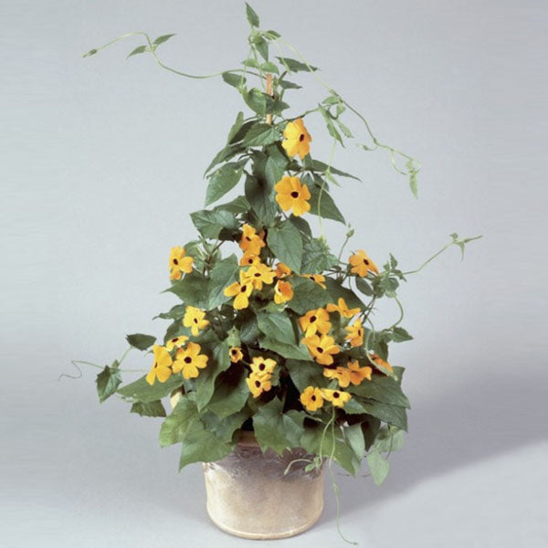 10PCS Black Eyed Susan Vine Thunbergia Alata Seeds