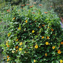 10PCS Black Eyed Susan Vine Thunbergia Alata Seeds