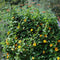 10PCS Black Eyed Susan Vine Thunbergia Alata Seeds