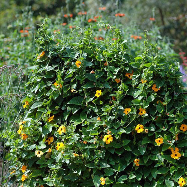 10PCS Black Eyed Susan Vine Thunbergia Alata Seeds