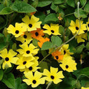 10PCS Black Eyed Susan Vine Thunbergia Alata Seeds