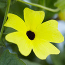 10PCS Black Eyed Susan Vine Thunbergia Alata Seeds