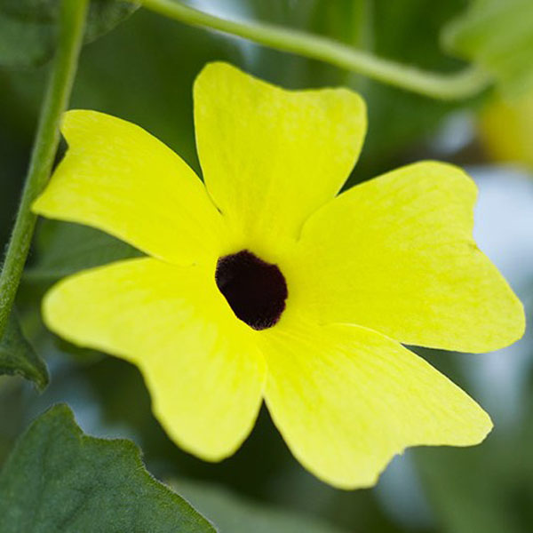 10PCS Black Eyed Susan Vine Thunbergia Alata Seeds