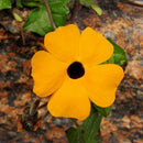 10PCS Black Eyed Susan Vine Thunbergia Alata Seeds