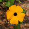 10PCS Black Eyed Susan Vine Thunbergia Alata Seeds