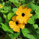 10PCS Black Eyed Susan Vine Thunbergia Alata Seeds