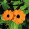 10PCS Black Eyed Susan Vine Thunbergia Alata Seeds