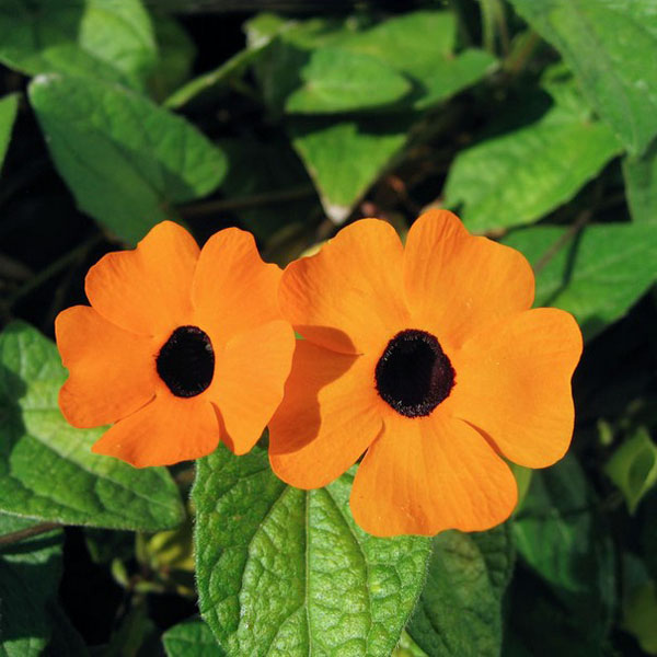 10PCS Black Eyed Susan Vine Thunbergia Alata Seeds