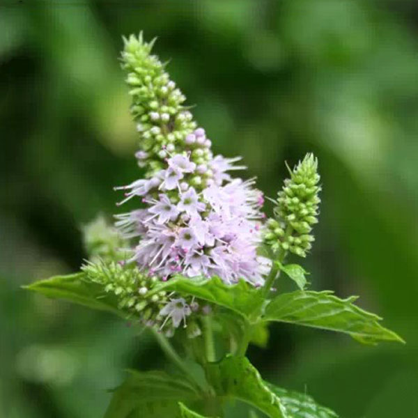 Egrow 30pcs Mentha Spicata Spearmint Seeds Perennial Flower Seeds