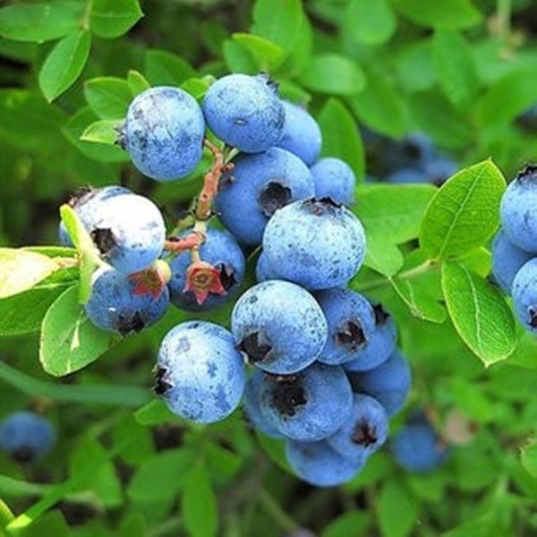 Egrow 30Pcs Blueberry Seeds Garden Edible Fruit Bonsai Plant Indoor Outdoor Delicious Plant