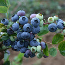 Egrow 30Pcs Blueberry Seeds Garden Edible Fruit Bonsai Plant Indoor Outdoor Delicious Plant