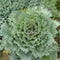 100PCS Dwarf Blue Curled Kale Seed Garden Organic Vegetable Seeds