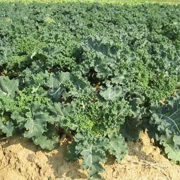 100PCS Dwarf Blue Curled Kale Seed Garden Organic Vegetable Seeds