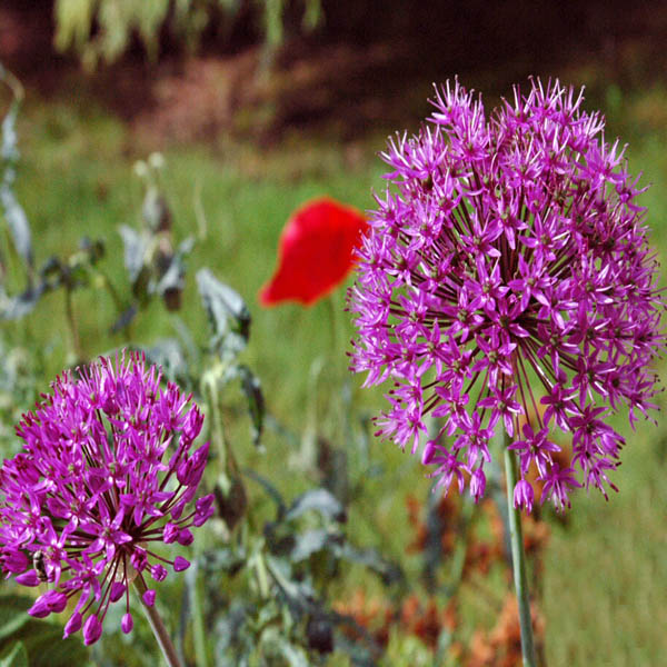 25pcs Allium Giganteum Seeds Purple Plant DIY Home Garden