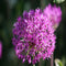 25pcs Allium Giganteum Seeds Purple Plant DIY Home Garden
