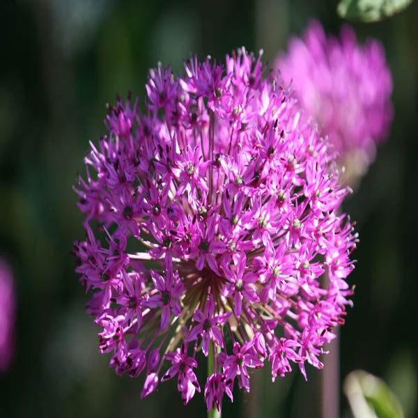 25pcs Allium Giganteum Seeds Purple Plant DIY Home Garden