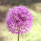 25pcs Allium Giganteum Seeds Purple Plant DIY Home Garden