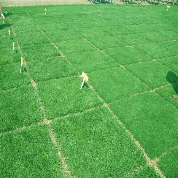 10000pcs Tall Fescue Grass Seeds Garden Ideal Lawn