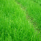 10000pcs Tall Fescue Grass Seeds Garden Ideal Lawn