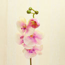 1pcs Artificial Silk Butterfly Orchid Flowers Wedding Home Decorations