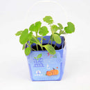 Creative Mini Gift Box Shape Potted Office Hydroponic Plant Desktop