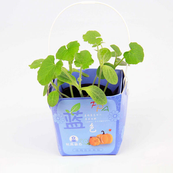 Creative Mini Gift Box Shape Potted Office Hydroponic Plant Desktop