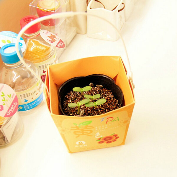 Creative Mini Gift Box Shape Potted Office Hydroponic Plant Desktop