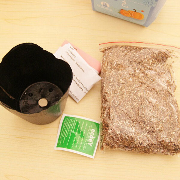 Creative Mini Gift Box Shape Potted Office Hydroponic Plant Desktop