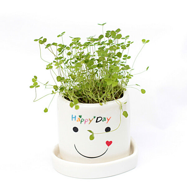 DIY Mini Lucky Angel Grass Potted Lovers Plant Desktop Decor