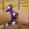 Hawaii Ukulele Guitar Accompaniment Instrument Hands Wrist Bell