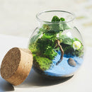 Moss Succulent Plants Micro Landscape Vase Eco Glass Bottle Home Decor