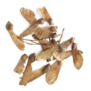 Egrow 10pcs Red Maple Seeds Garden Bonsai Beautiful Indoor Potting Plant