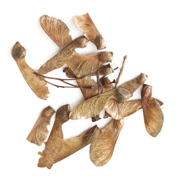 Egrow 10pcs Red Maple Seeds Garden Bonsai Beautiful Indoor Potting Plant