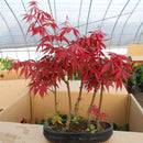 Egrow 10pcs Red Maple Seeds Garden Bonsai Beautiful Indoor Potting Plant