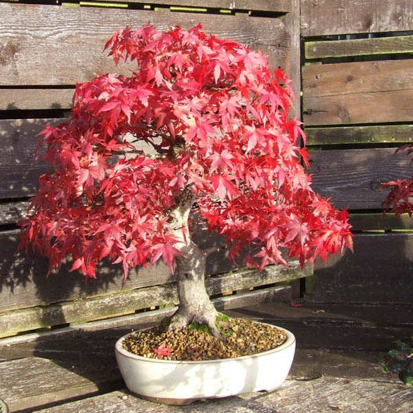 Egrow 10pcs Red Maple Seeds Garden Bonsai Beautiful Indoor Potting Plant