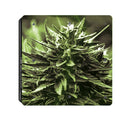 BY060004 Stylish Plant Stickers Protective Film For PS4 Slim