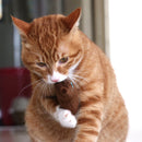 2 PCS Teeth Grinding Catnip Toys Funny Interactive Plush Cat Toy Pet Kitten Chewing Toy Claws Thumb Bite Cat mint for Cats(Coffee)