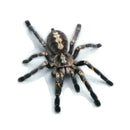 2 PCS Creative Personality Scratch Cover Car Body Sticker(Black Spider)