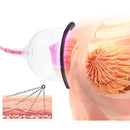 Electric Breast Enhancement Apparatus Micro-current Acupuncture Breast Massager(D Cup)