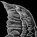 White 1 Pair Organza Wings Shape Embroidery DIY Clothing Accessories
