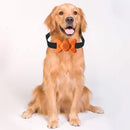 Automatic Voice Control Bark Arrester Collar Pet Supplies Trainer(Orange)