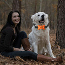 Automatic Voice Control Bark Arrester Collar Pet Supplies Trainer(Orange)