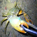 Crab Tongs Loach Tongs Sea Tool, Model: 30cm Straight Clip